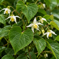 Horny Goat Weed