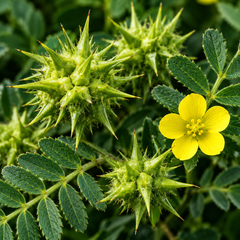 Tribulus